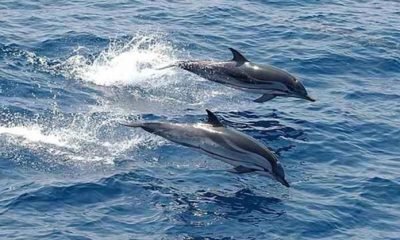 Ikan Lumba-Lumba Tarik Wisatawan