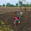 Bangun Keakraban, Prajurit Satgas Pamtas Yonif 125Simbisa Bantu Warga Tanam Padi Di Tapal Batas