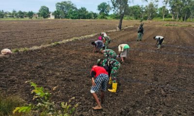 Bangun Keakraban, Prajurit Satgas Pamtas Yonif 125Simbisa Bantu Warga Tanam Padi Di Tapal Batas
