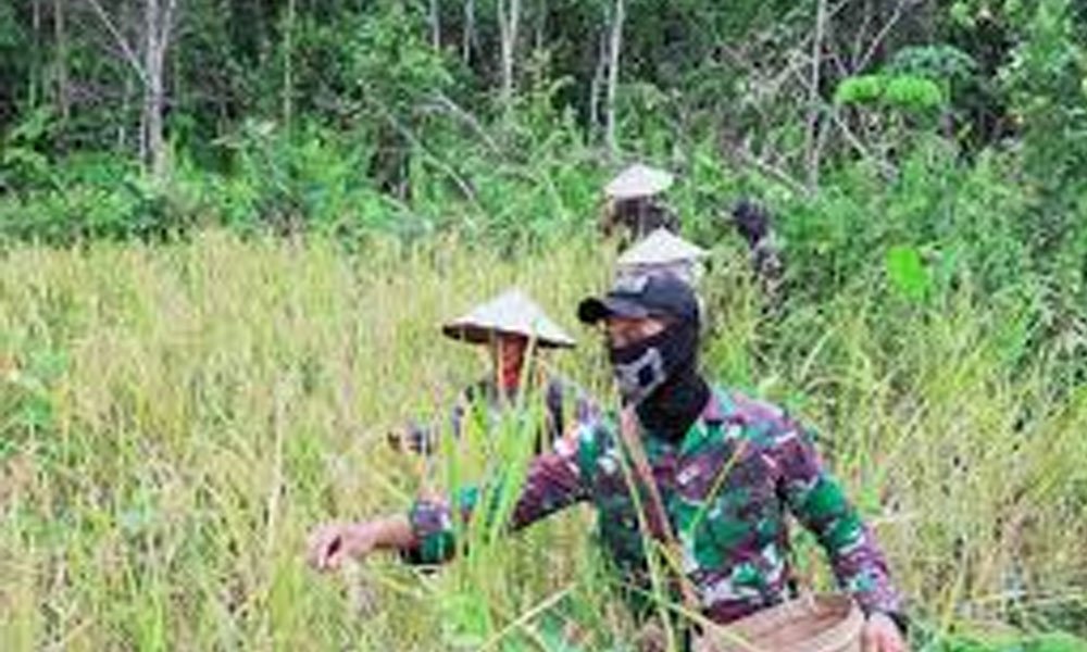 Satgas Pamtas Yonif 642/Kapuas Bantu Panen Padi Warga Sei Daun